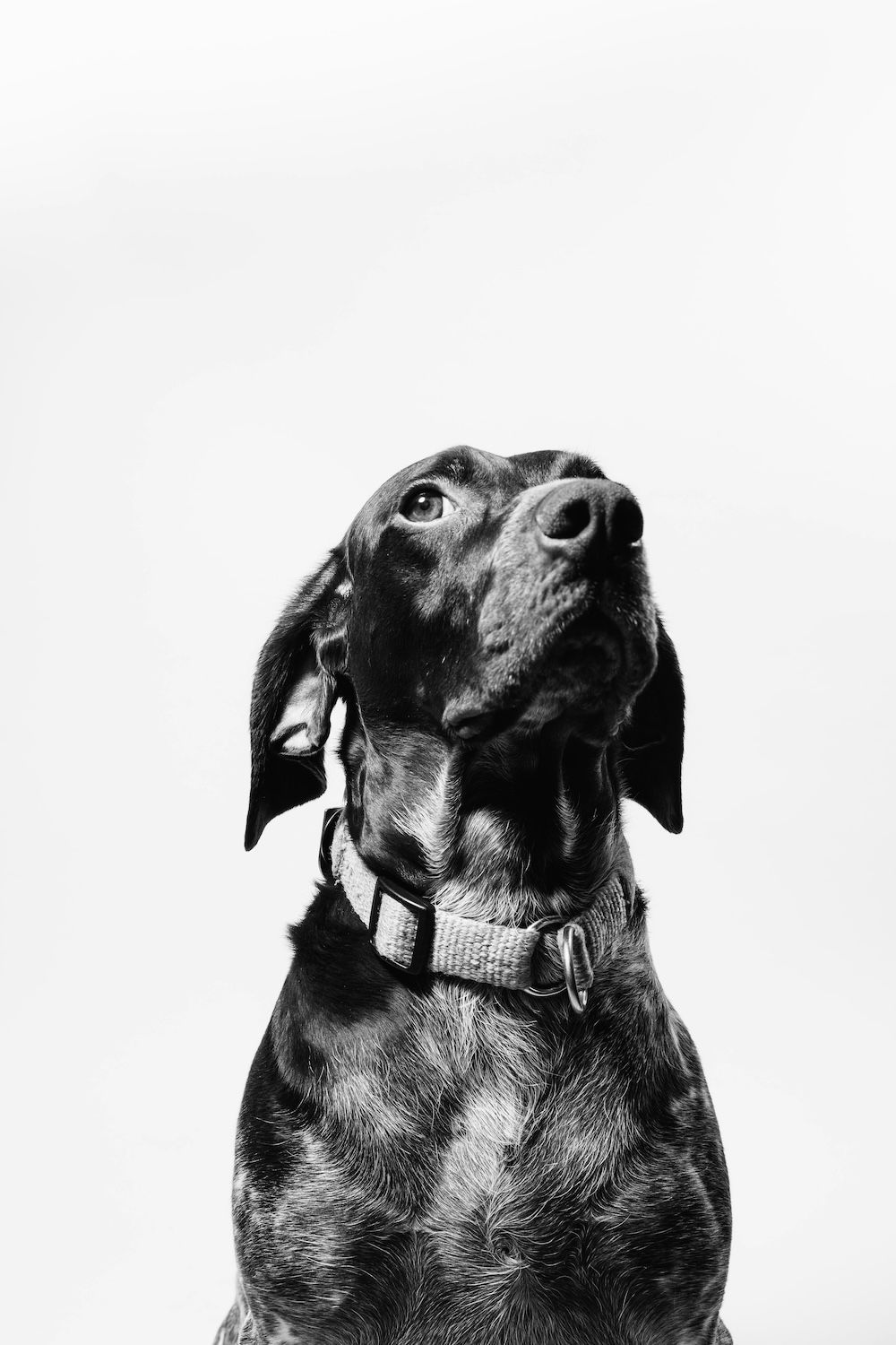 Dog posing with light background