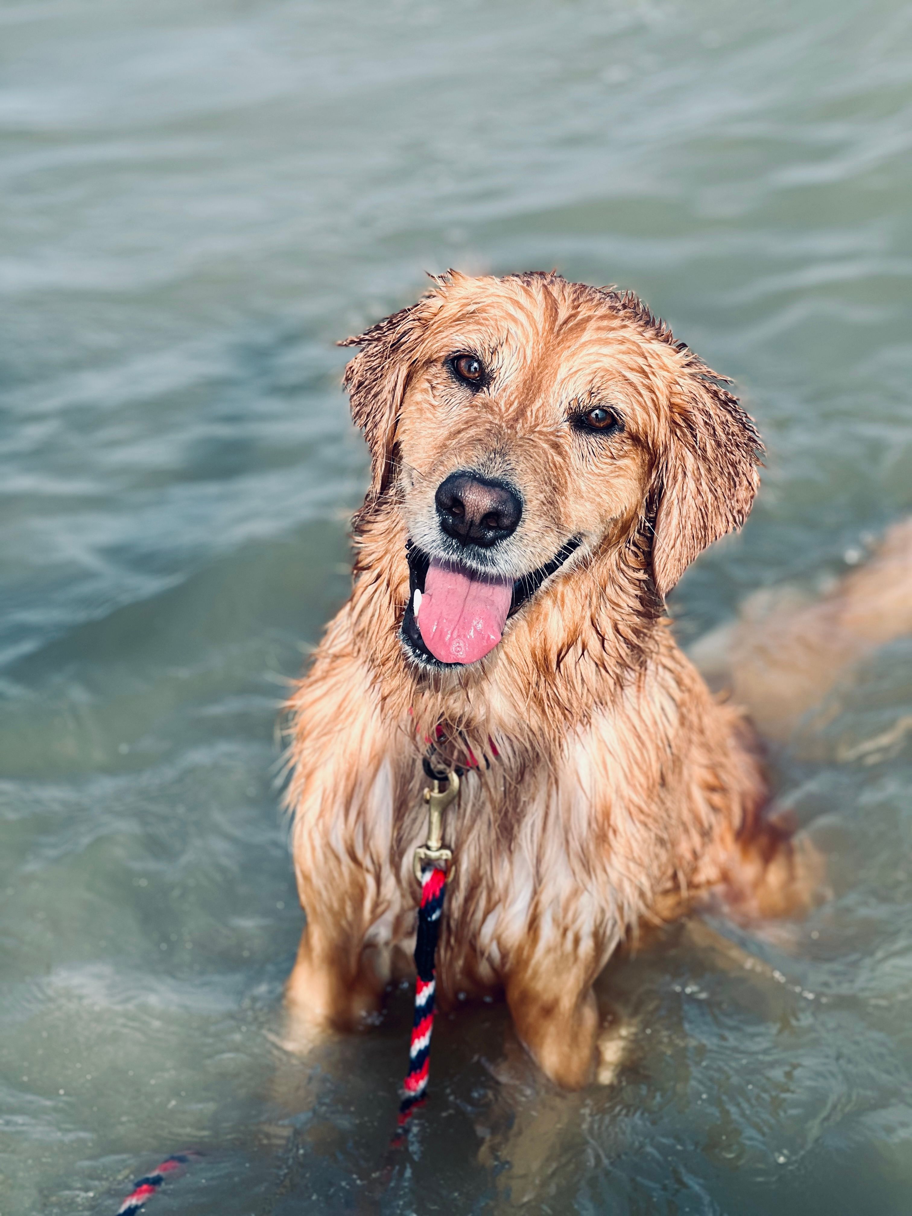 Cute dog looking at camera
