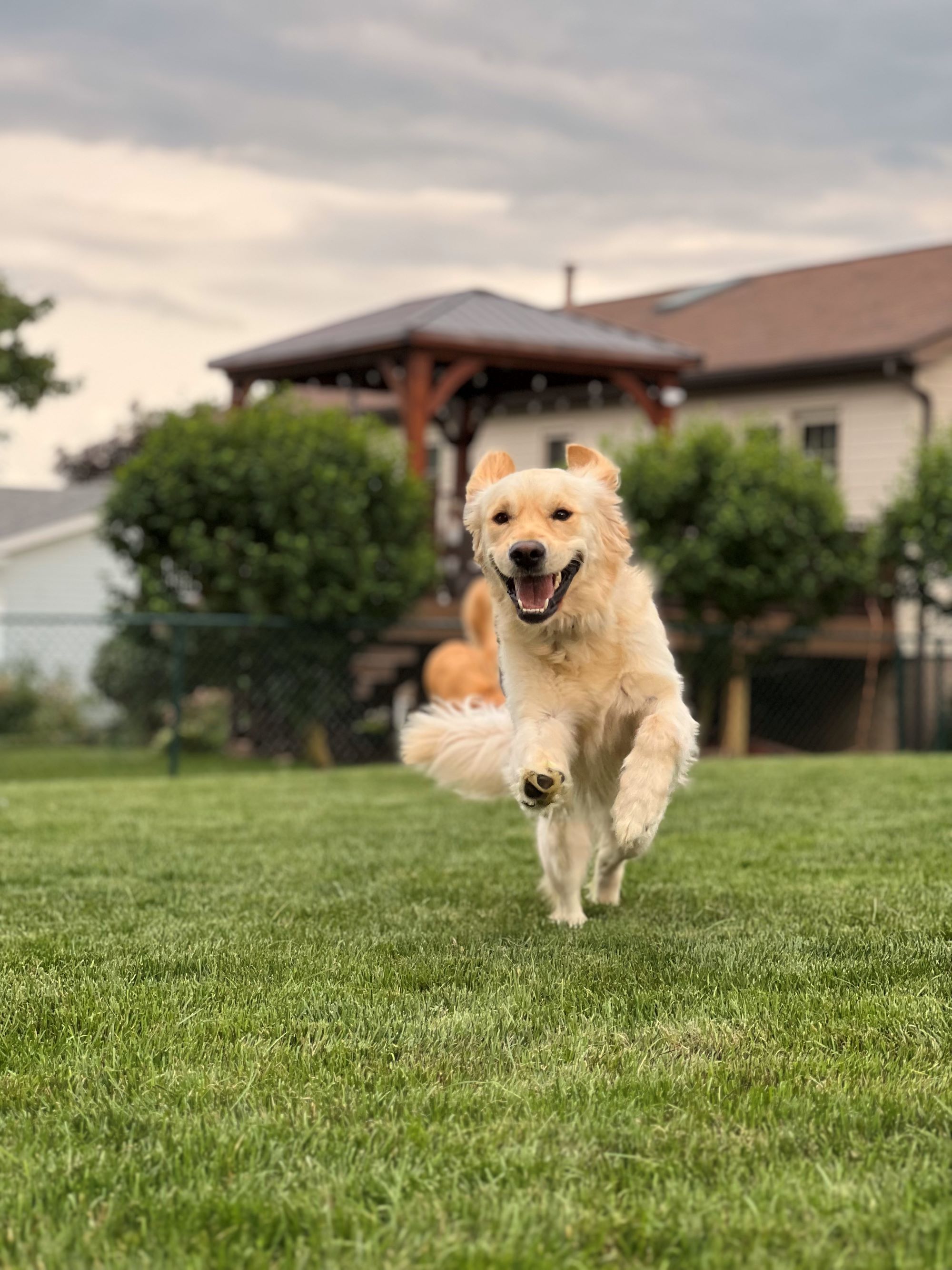 dog running