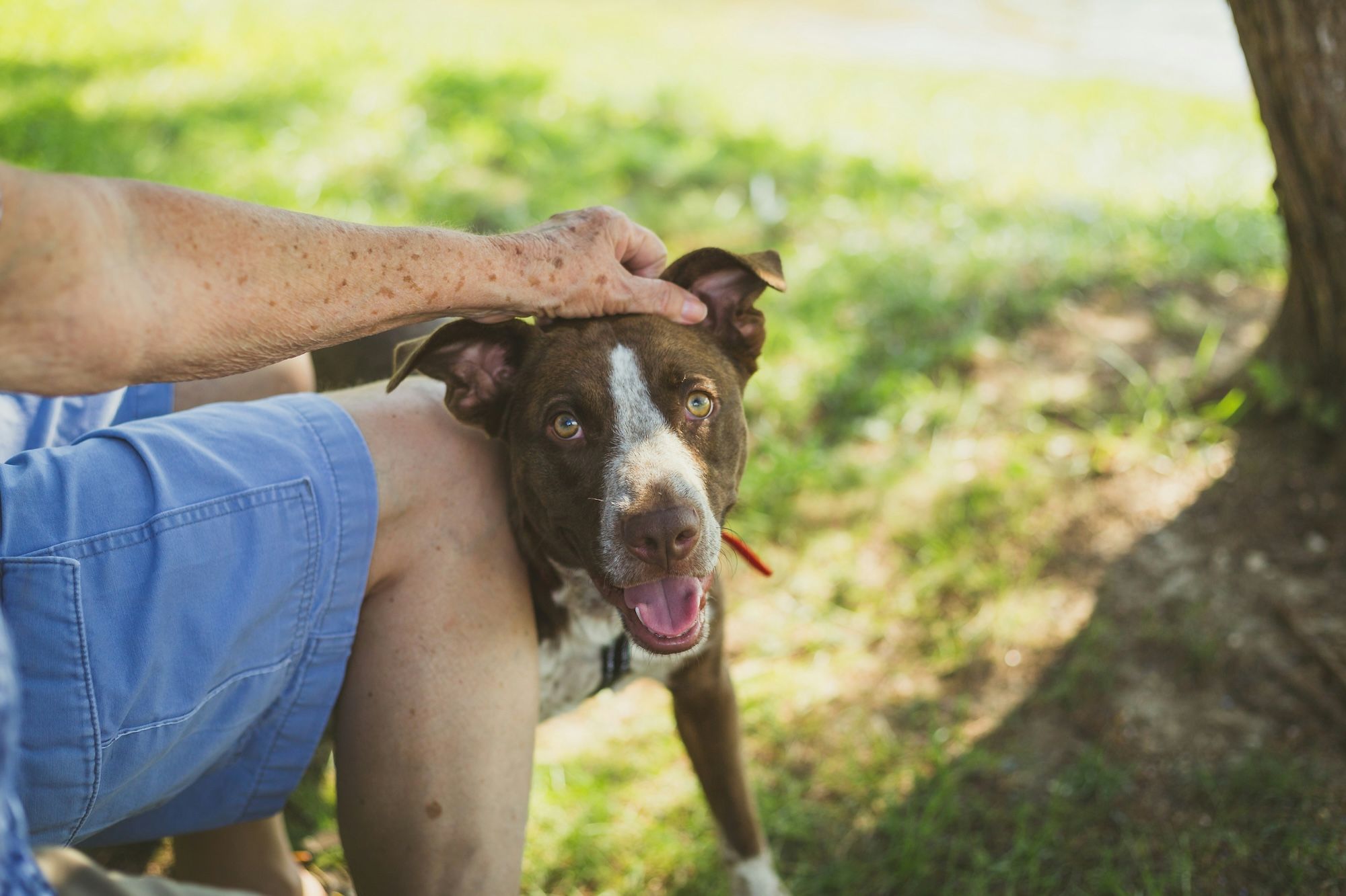 Dog enjoying getting pet by human