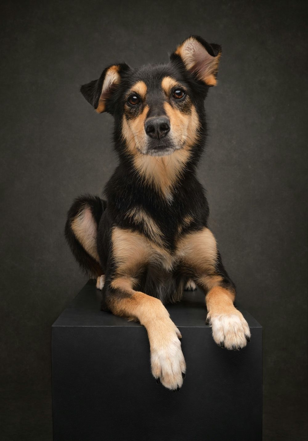 Dog posing on a black box