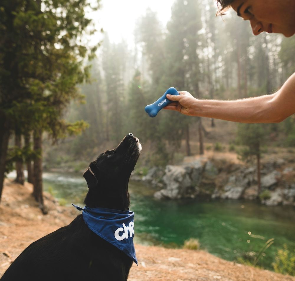 Dog waiting for a treat