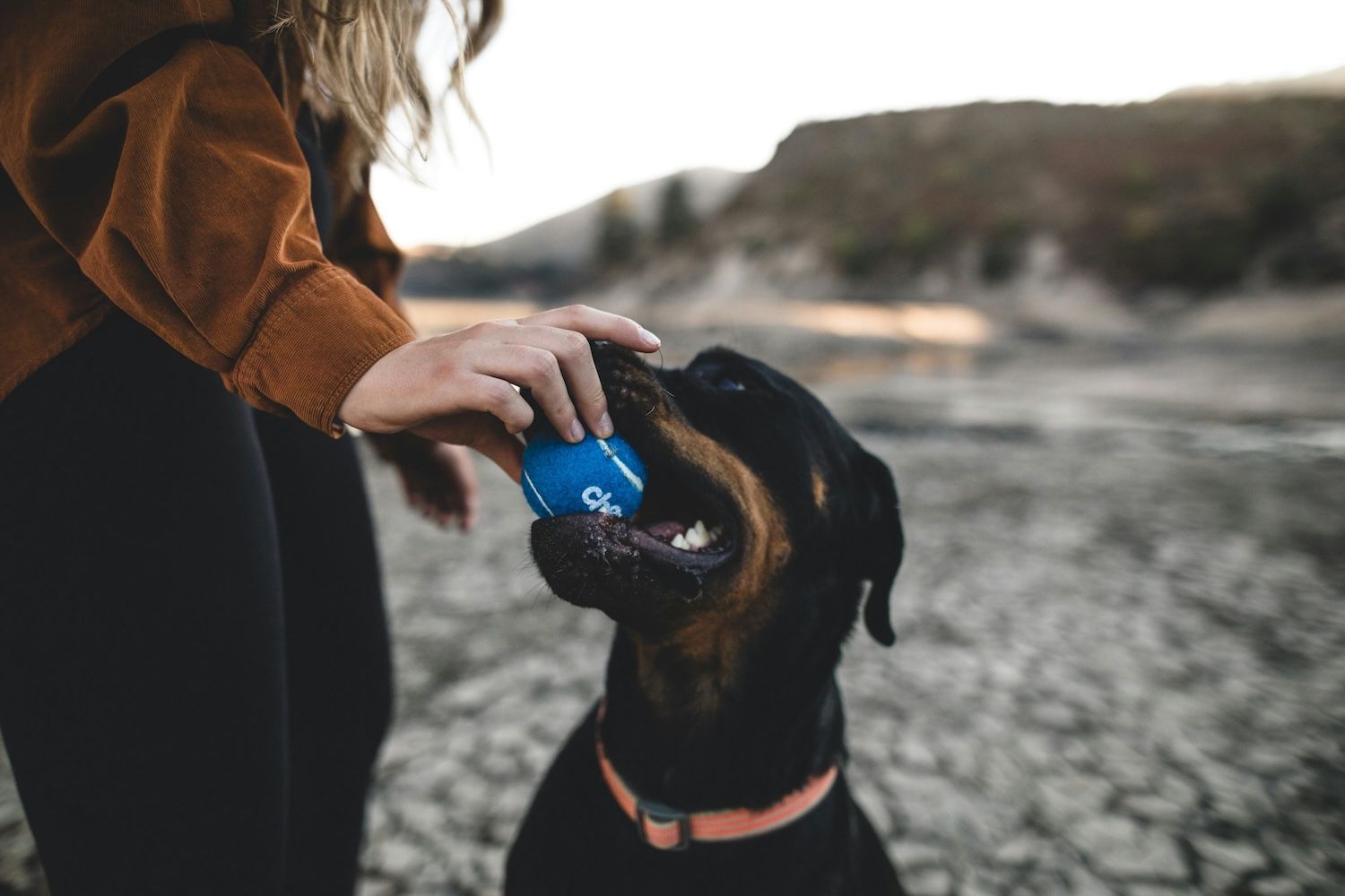 Dog receiving a ball from a human