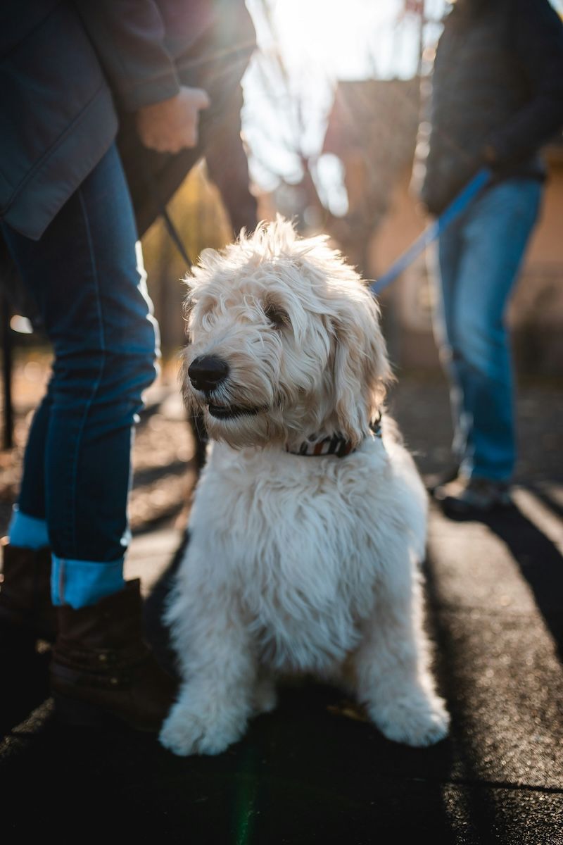 Dog on leash between people