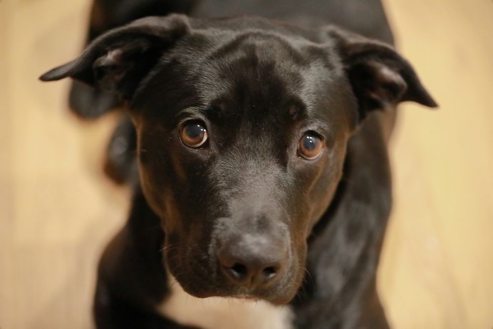 Dog posing looking at camera