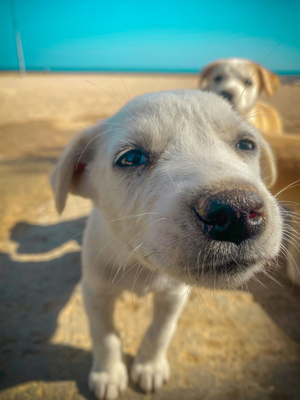 Cute labrador puppy