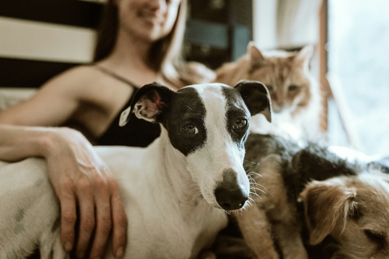 Dog and cat sitting on human