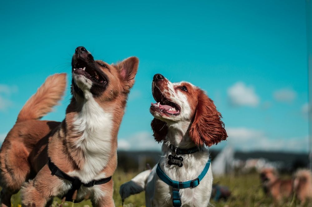 Two dogs waiting for ball